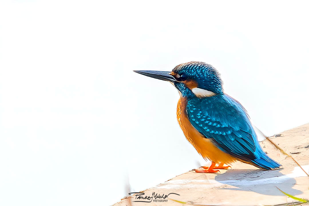Common Kingfisher